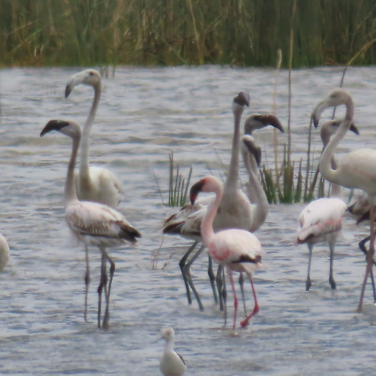 פלמינגו זוטר - ML644787173