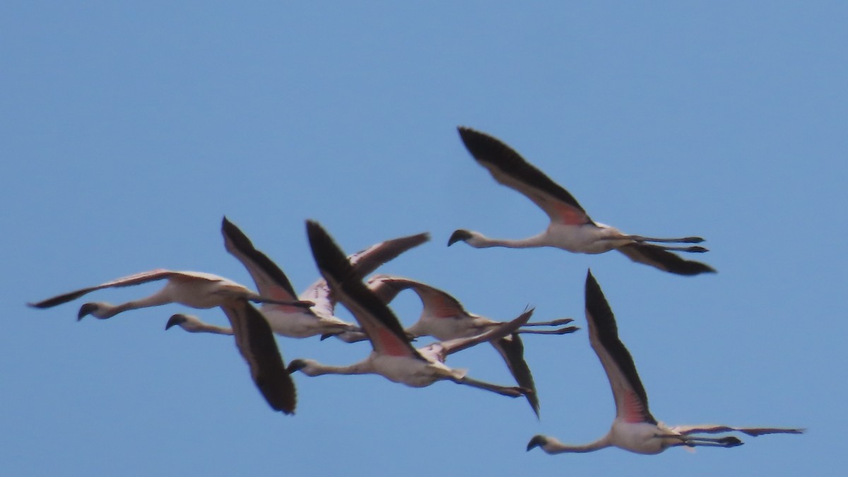 פלמינגו זוטר - ML644787174