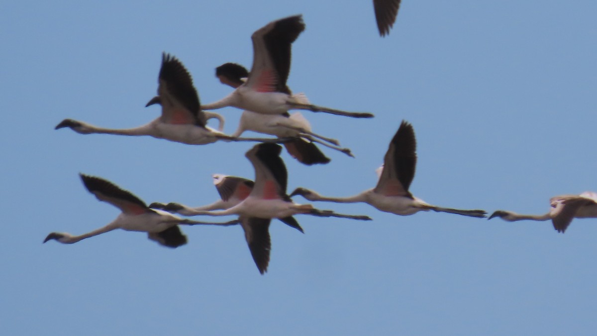 פלמינגו זוטר - ML644787175