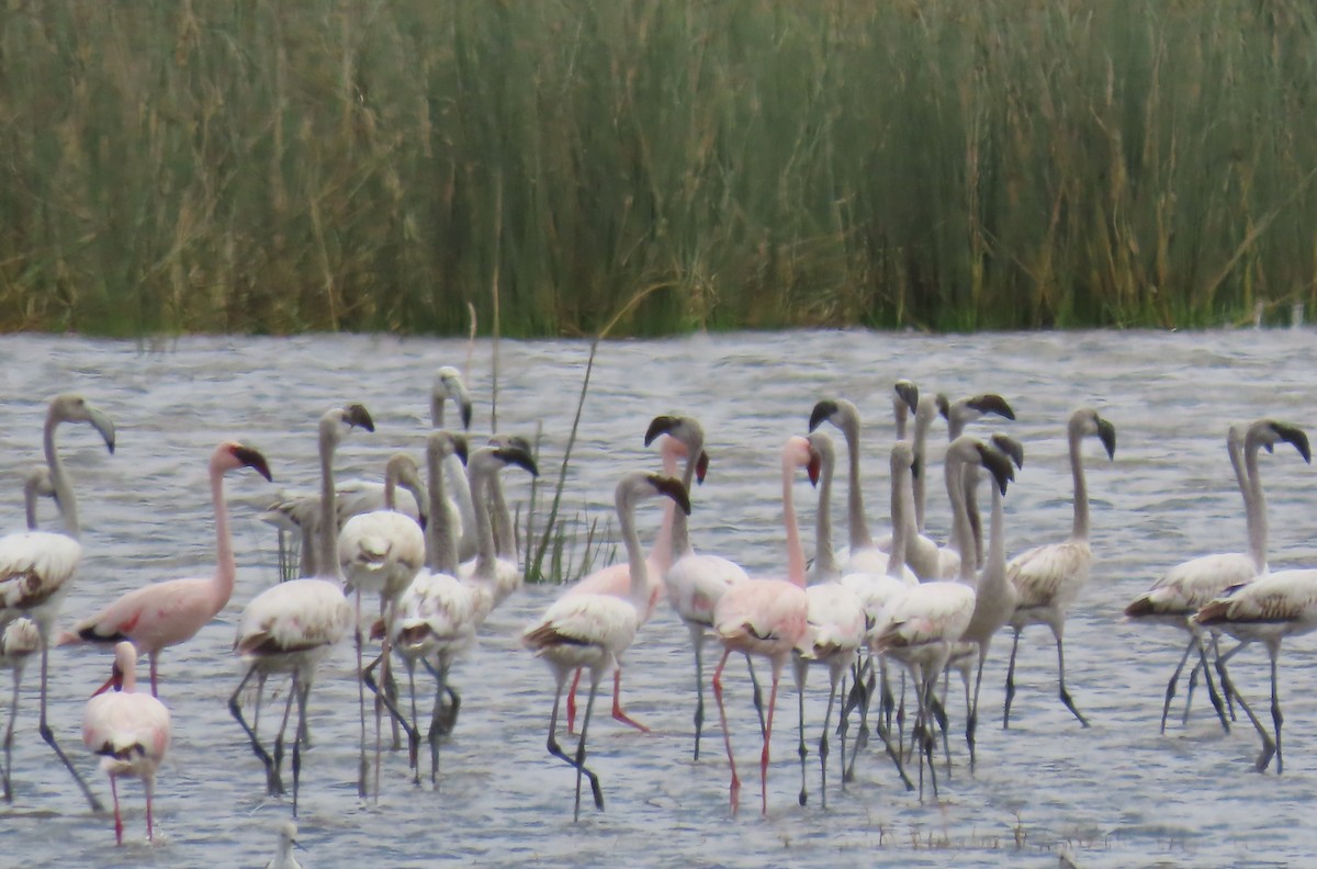 פלמינגו זוטר - ML644787176