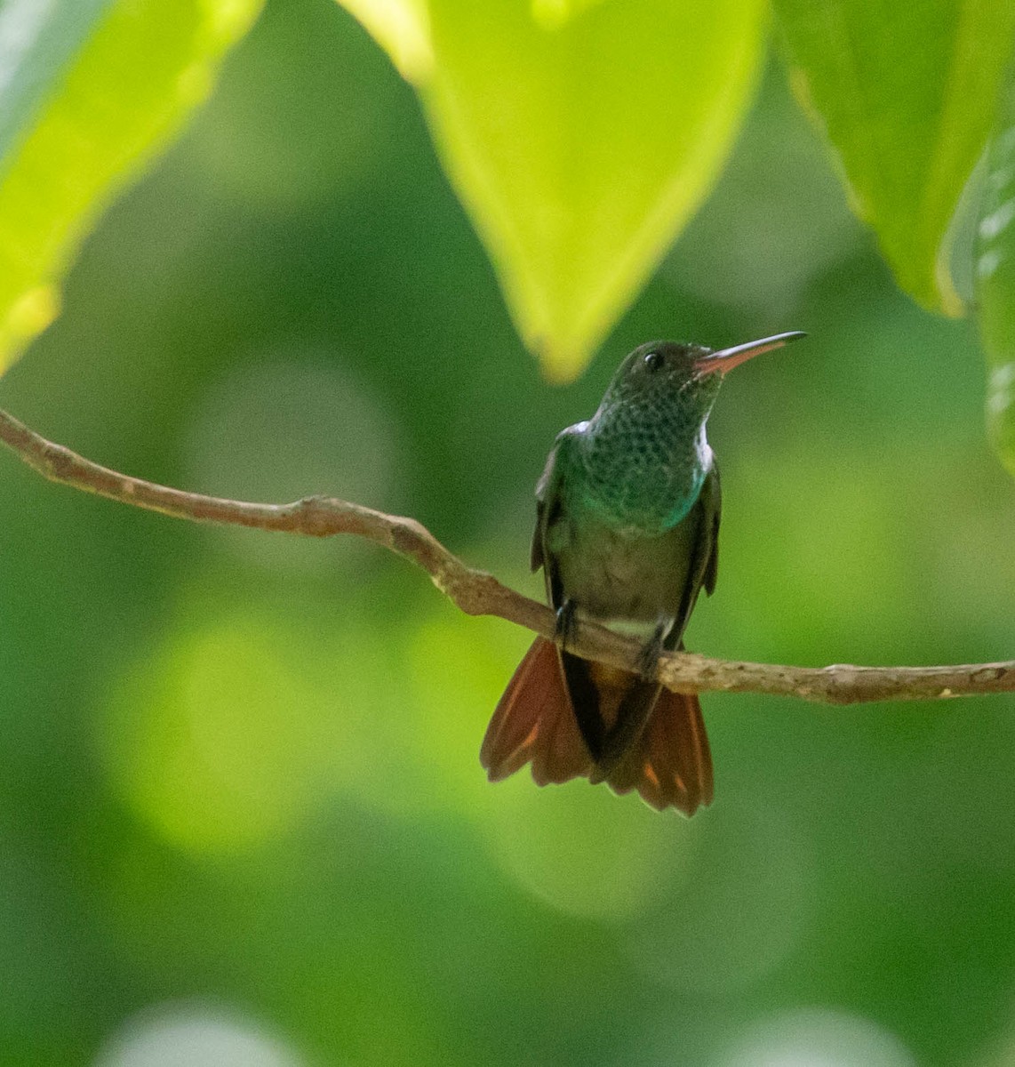 Rufous-tailed Hummingbird - ML644787177