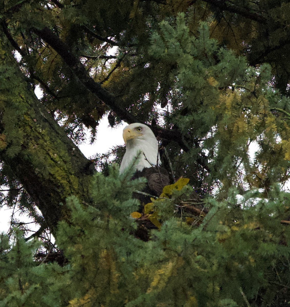 עיטם לבן-ראש - ML644787178