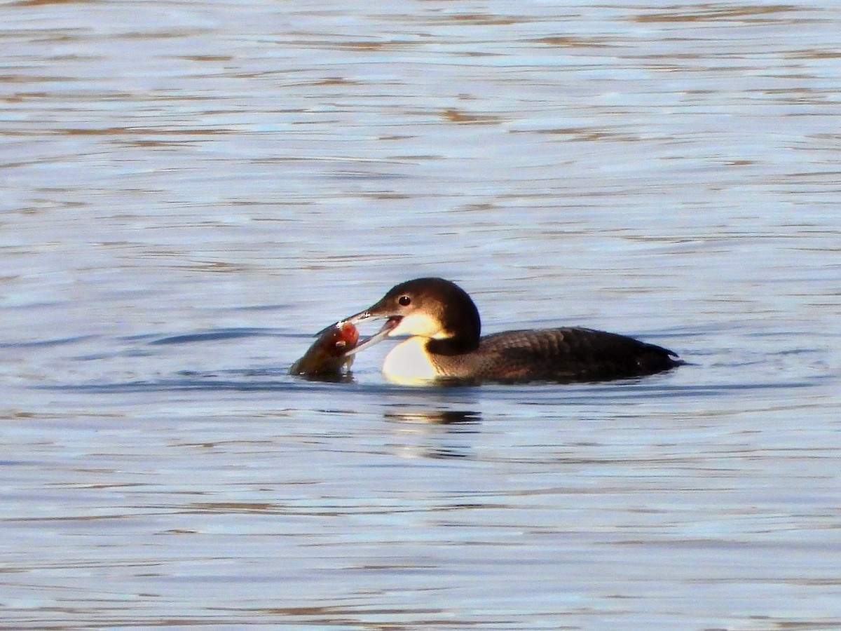 צוללן צפוני - ML644787180