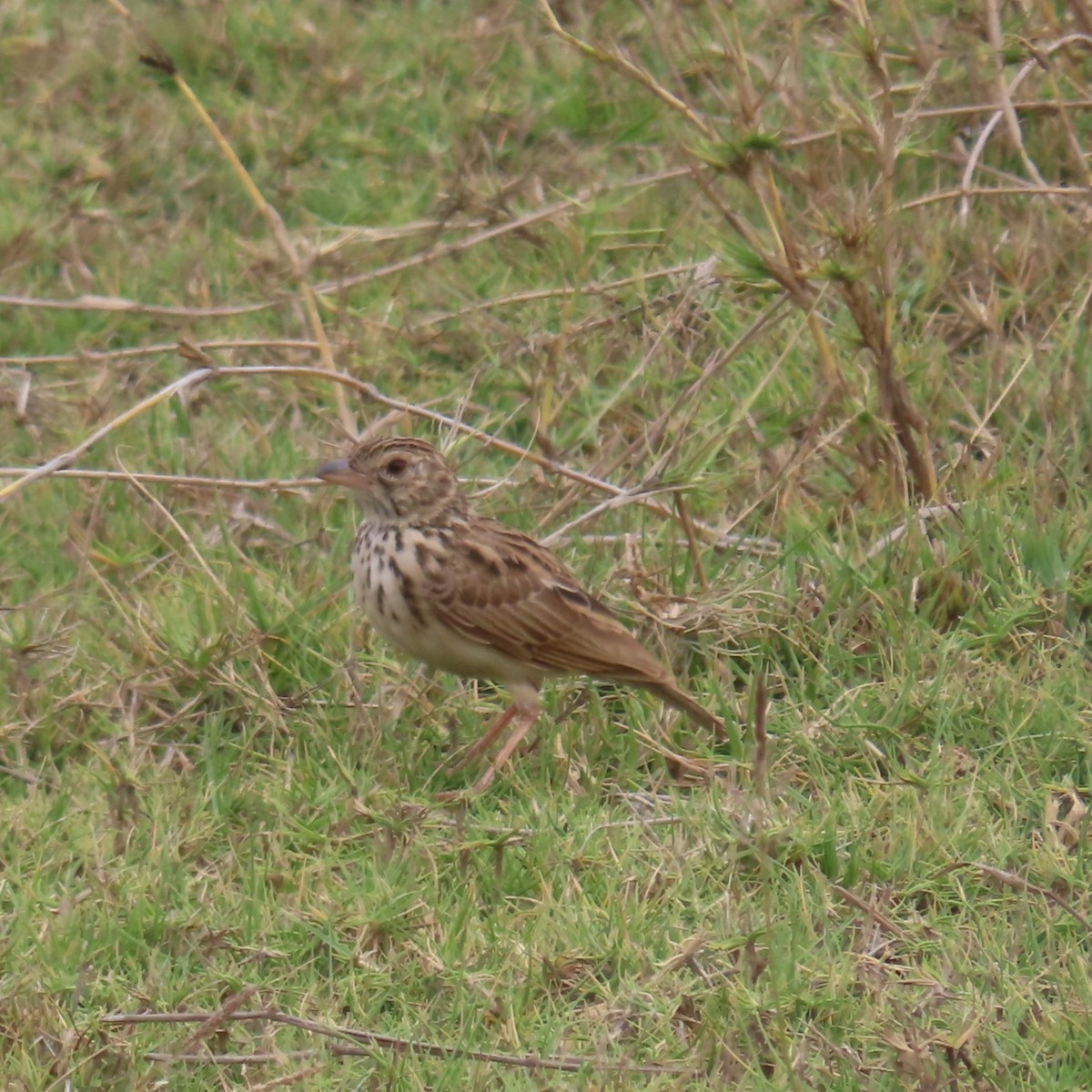 Madagascar Lark - ML644787181