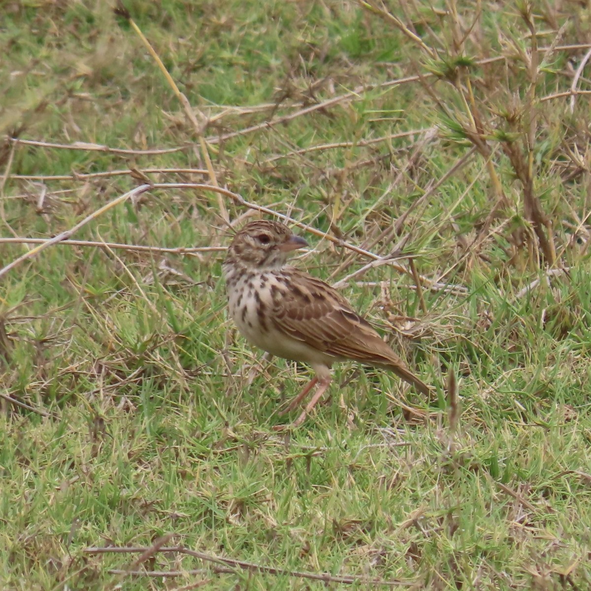 Madagascar Lark - ML644787182