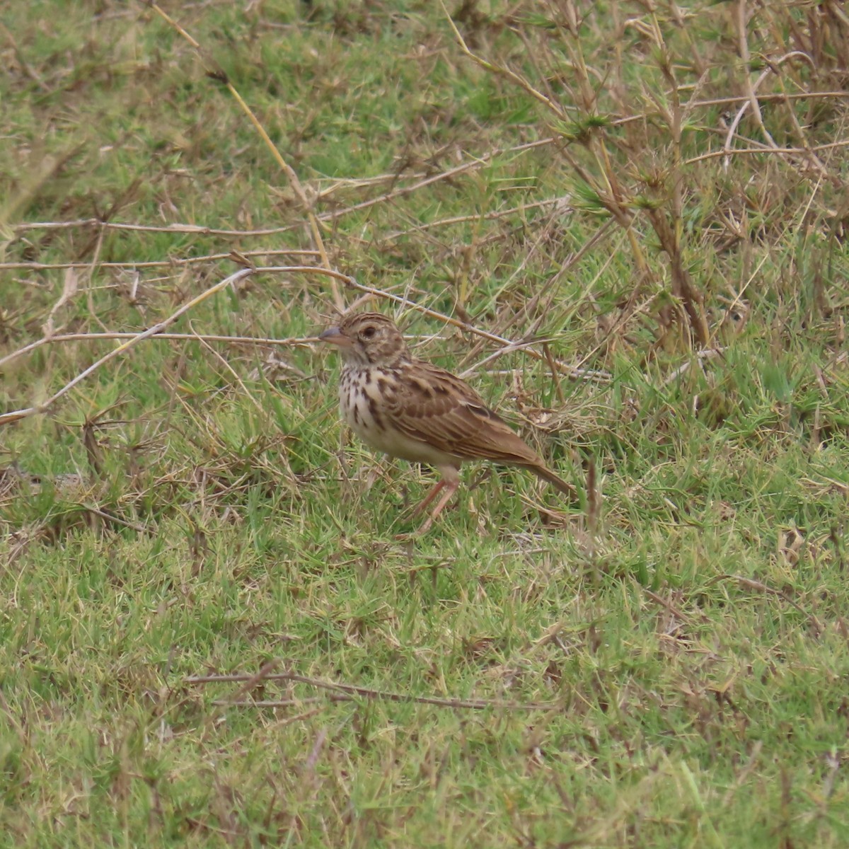 Madagascar Lark - ML644787183