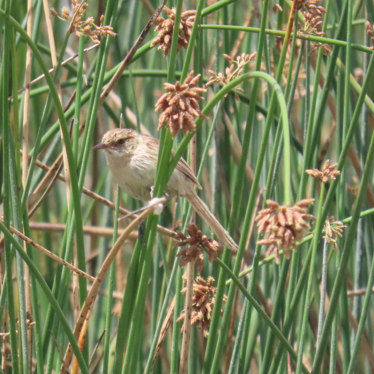 Madagascar Swamp Warbler - ML644787185