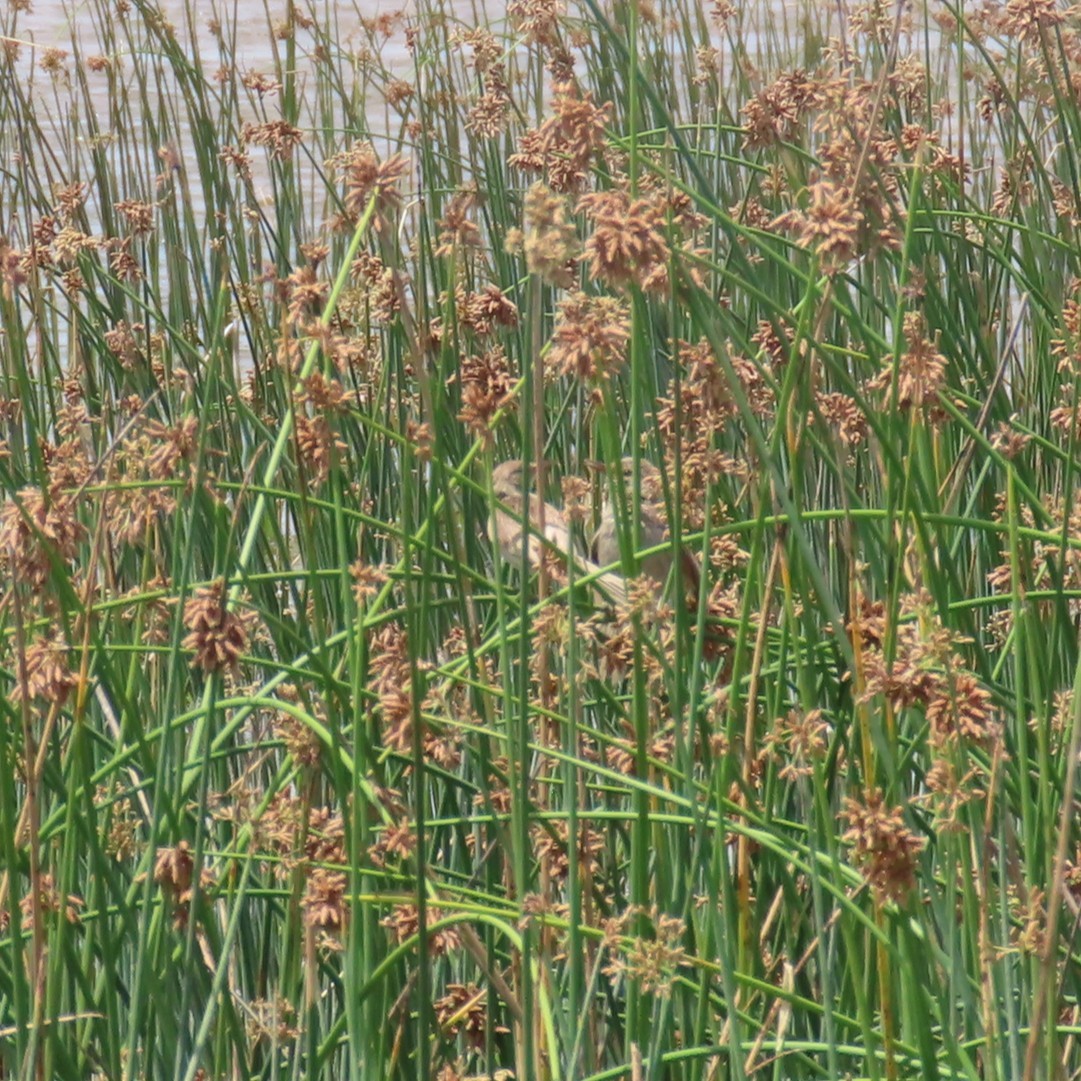 Madagascar Swamp Warbler - ML644787186