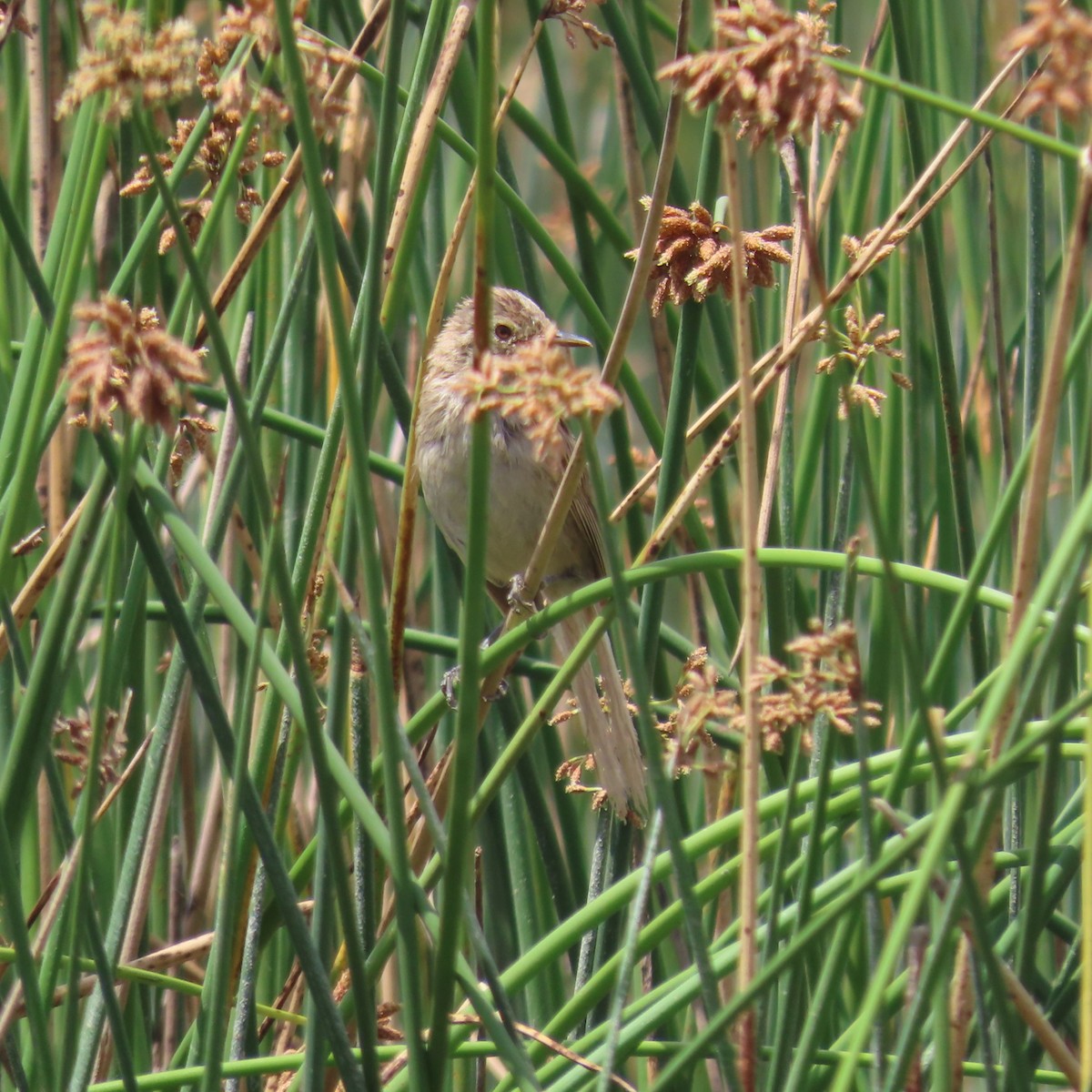 Madagascar Swamp Warbler - ML644787187