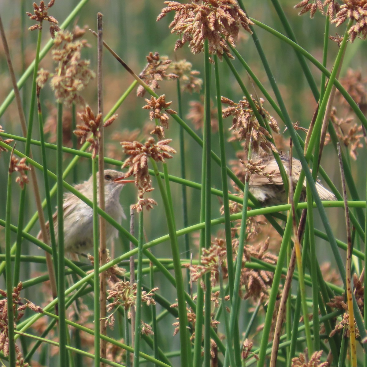 Madagascar Swamp Warbler - ML644787188