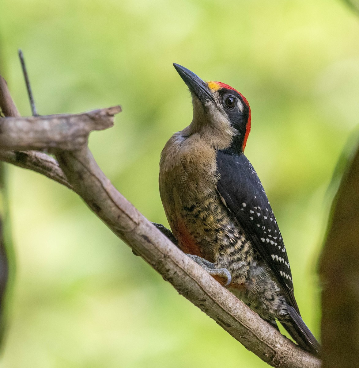 Black-cheeked Woodpecker - ML644787189