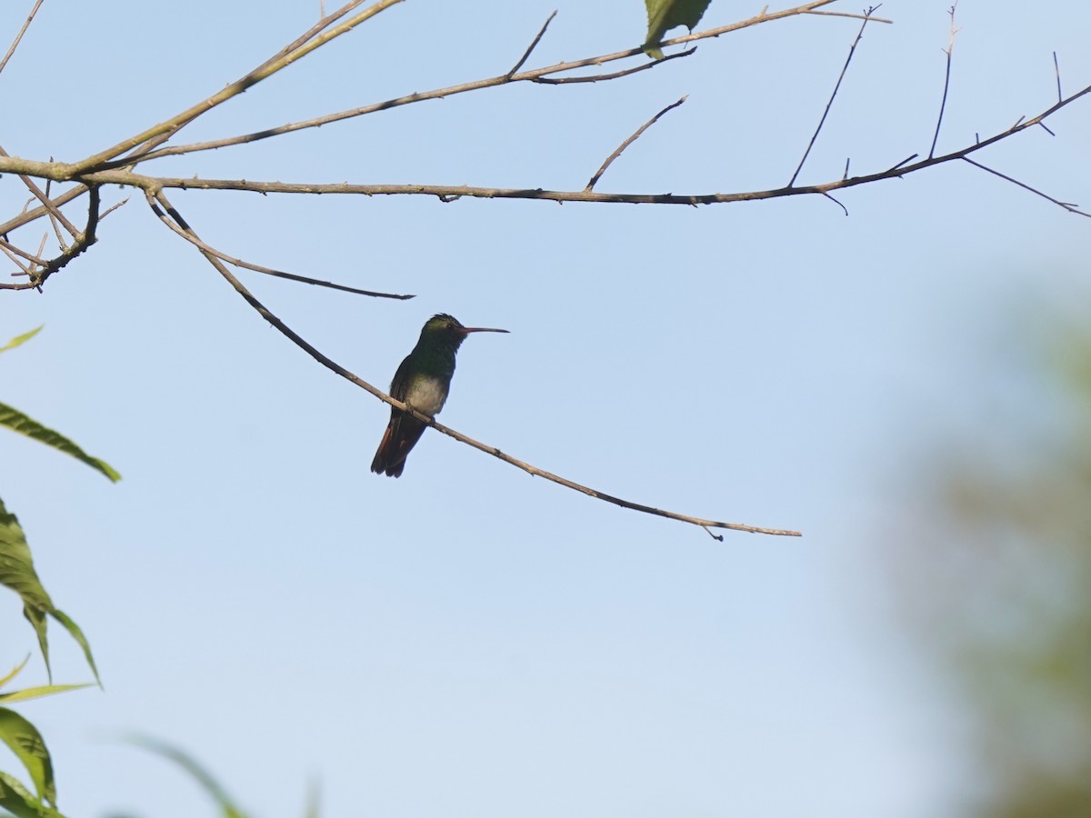 Rufous-tailed Hummingbird - ML644787191