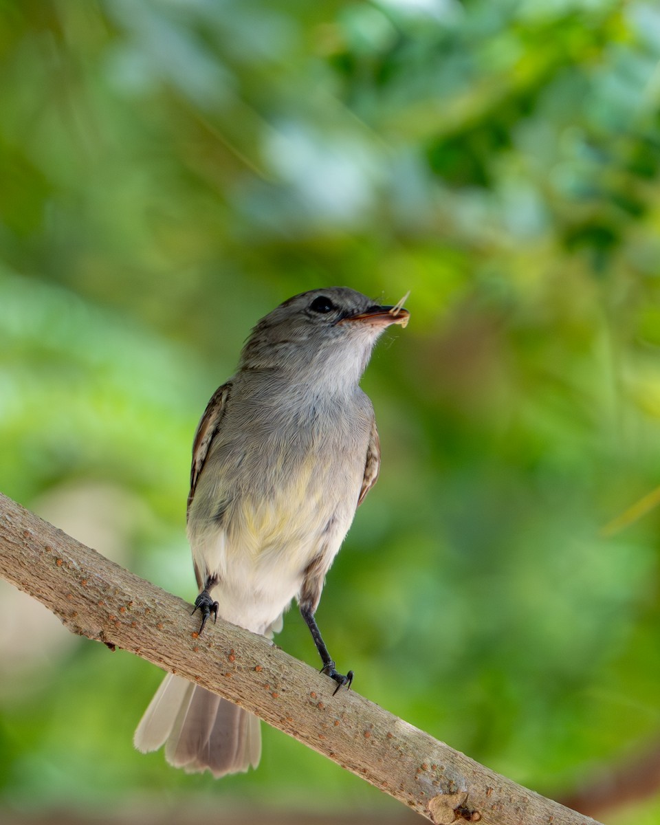 Mouse-colored Tyrannulet (Northern) - ML644787192