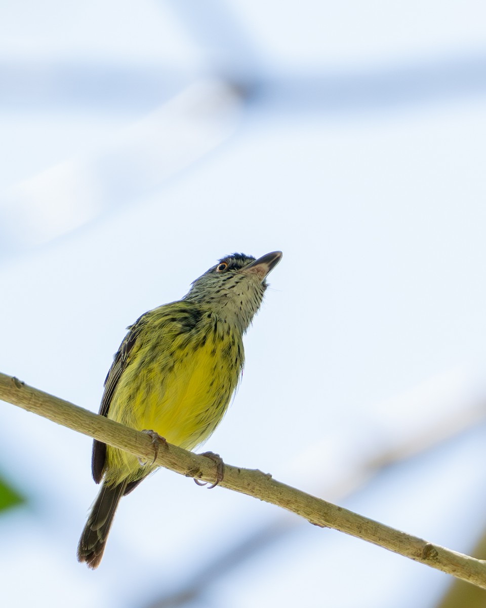 Spotted Tody-Flycatcher - ML644787193