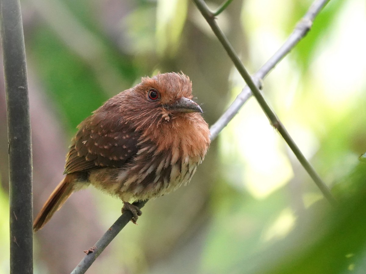 White-whiskered Puffbird - ML644787194