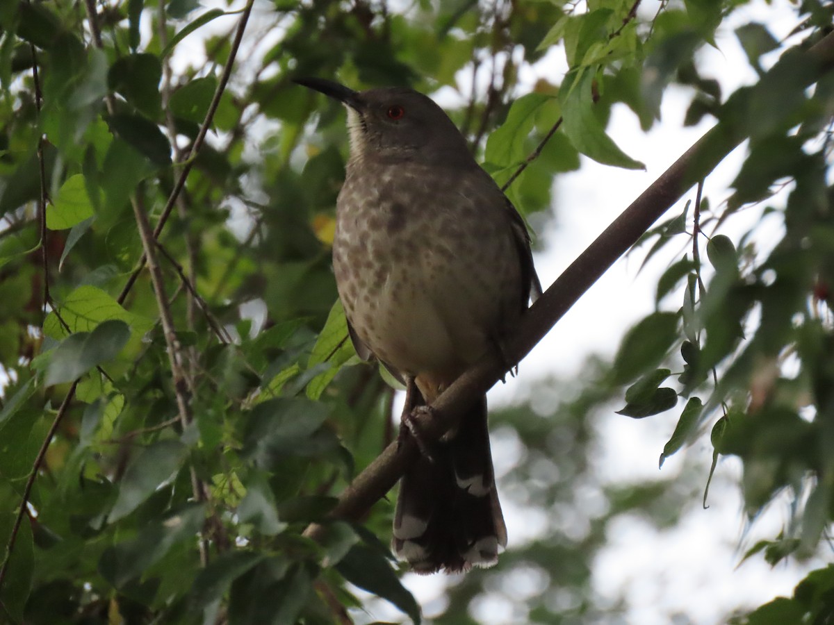 Curve-billed Thrasher (curvirostre Group) - ML644787195