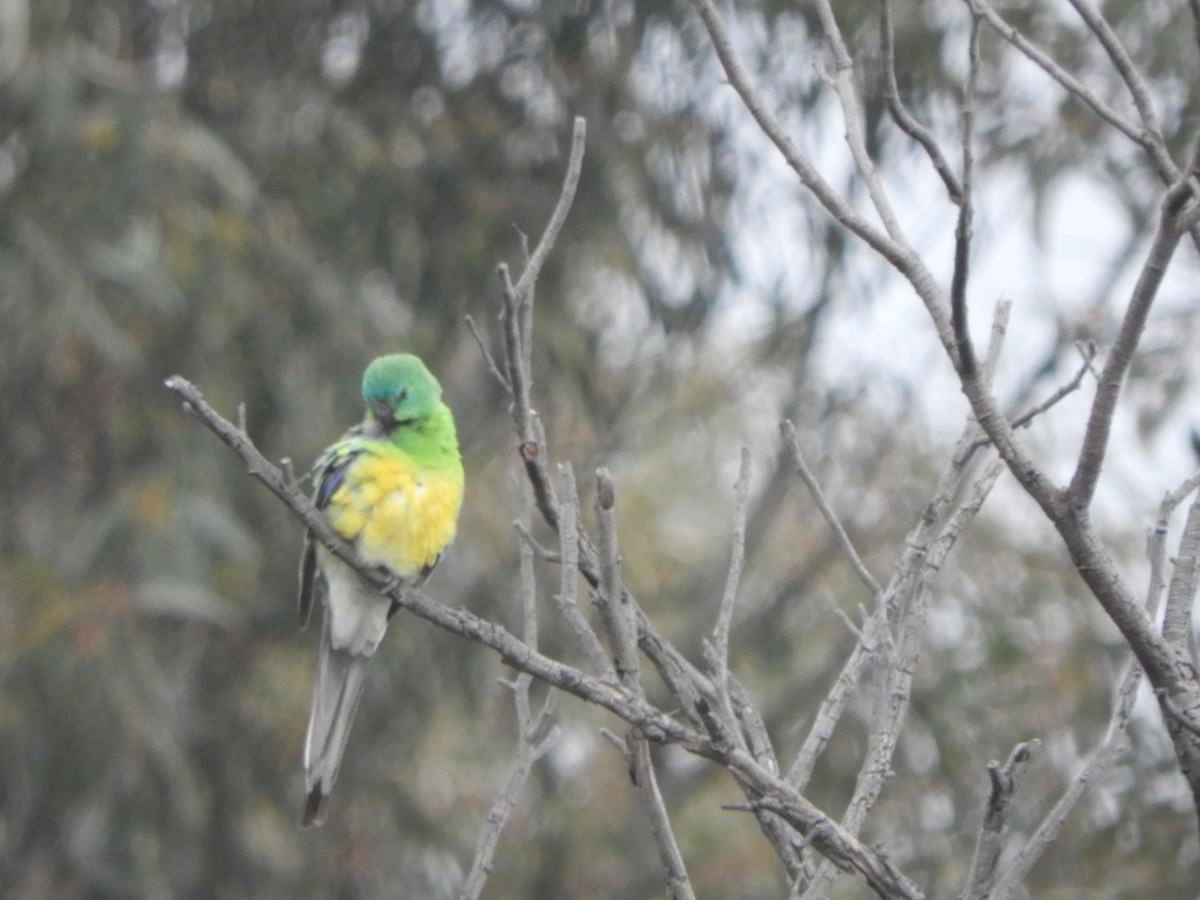 Red-rumped Parrot - ML644787196