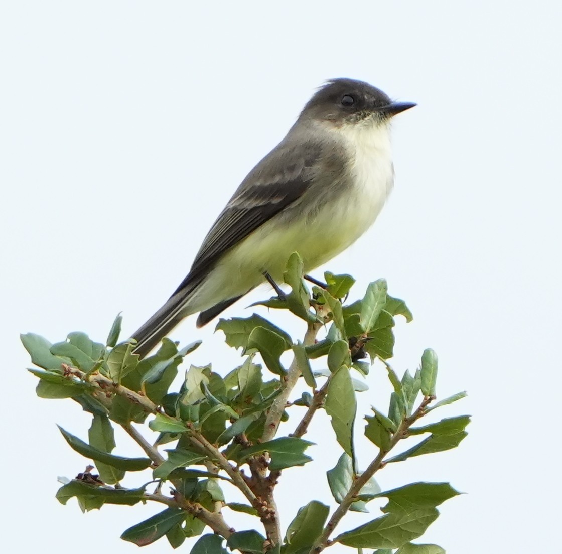 Eastern Phoebe - ML644787197