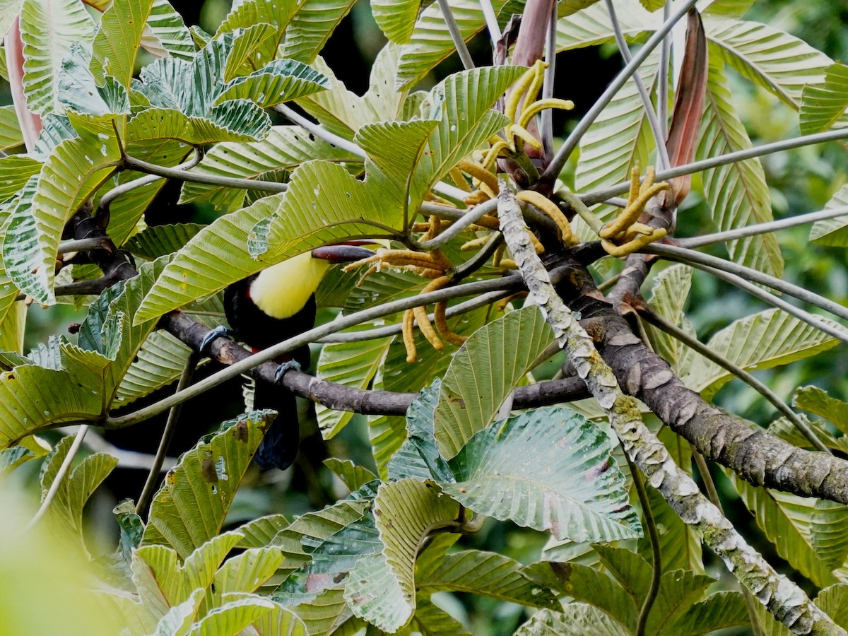 Yellow-throated Toucan - ML644787198