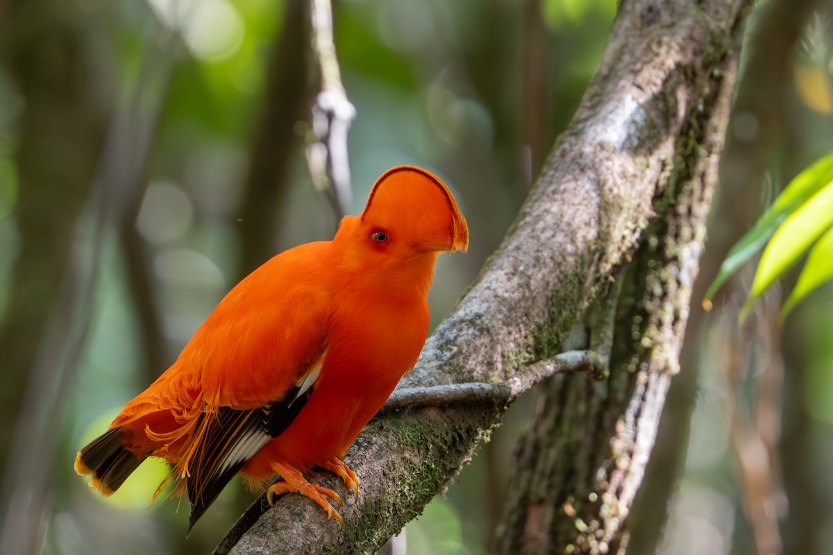 Guianan Cock-of-the-rock - ML644787201