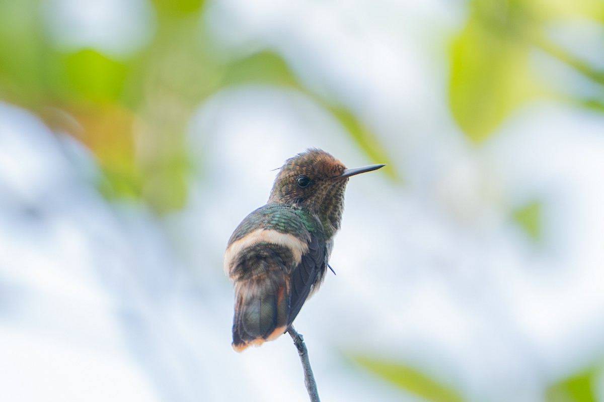 Tufted Coquette - ML644787202