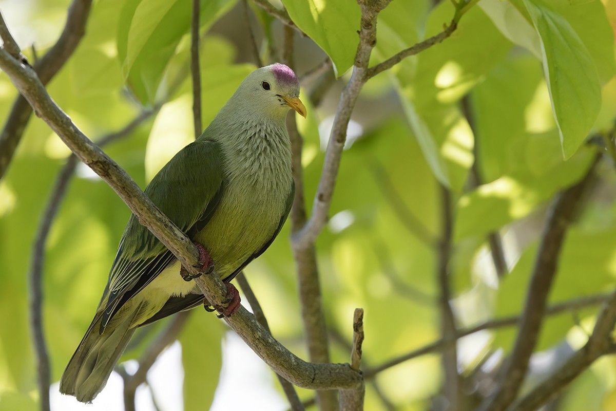 Atoll Fruit-Dove - ML644787205