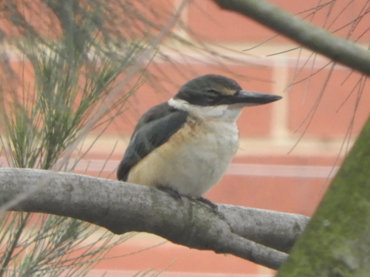 Альціон священний - ML644787209