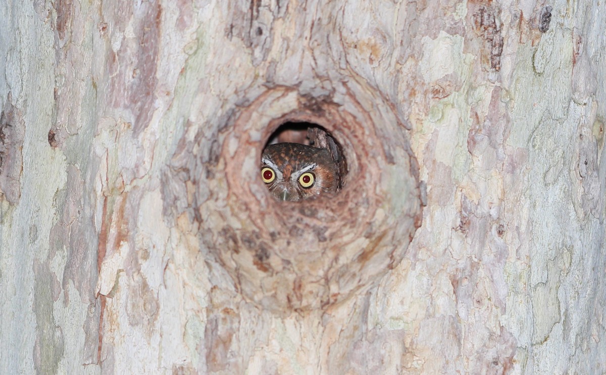 サボテンフクロウ - ML644787223