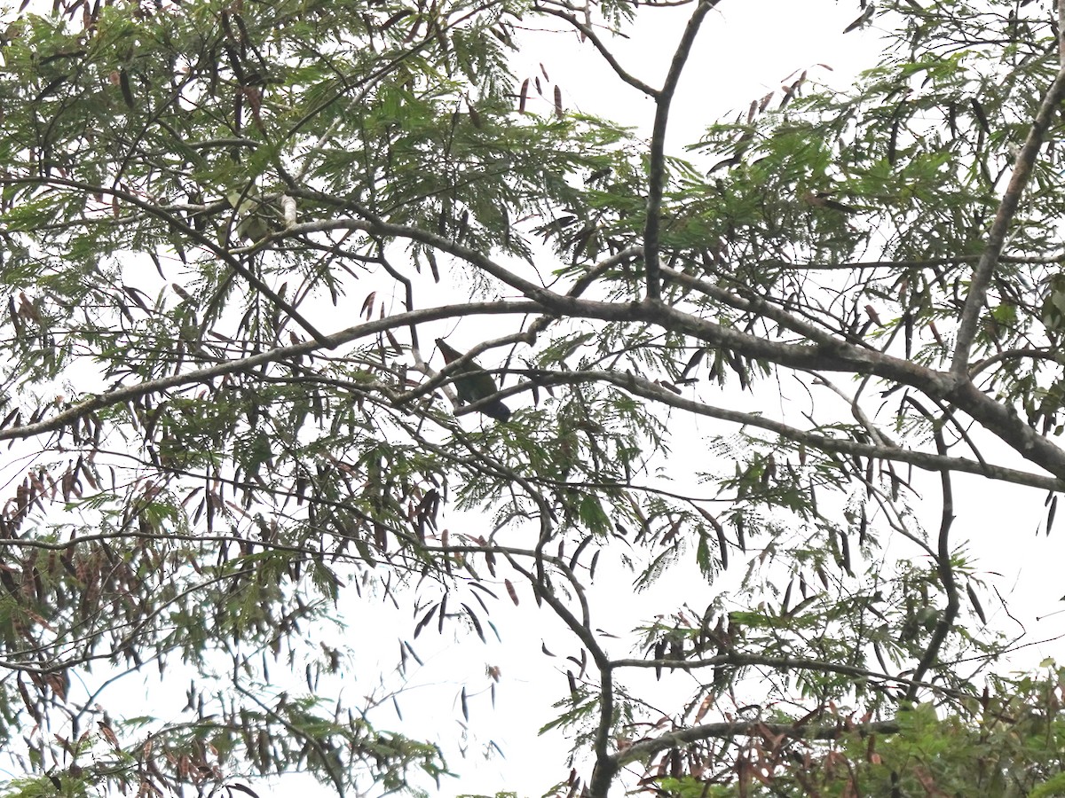 Blue-headed Parrot - ML644787225