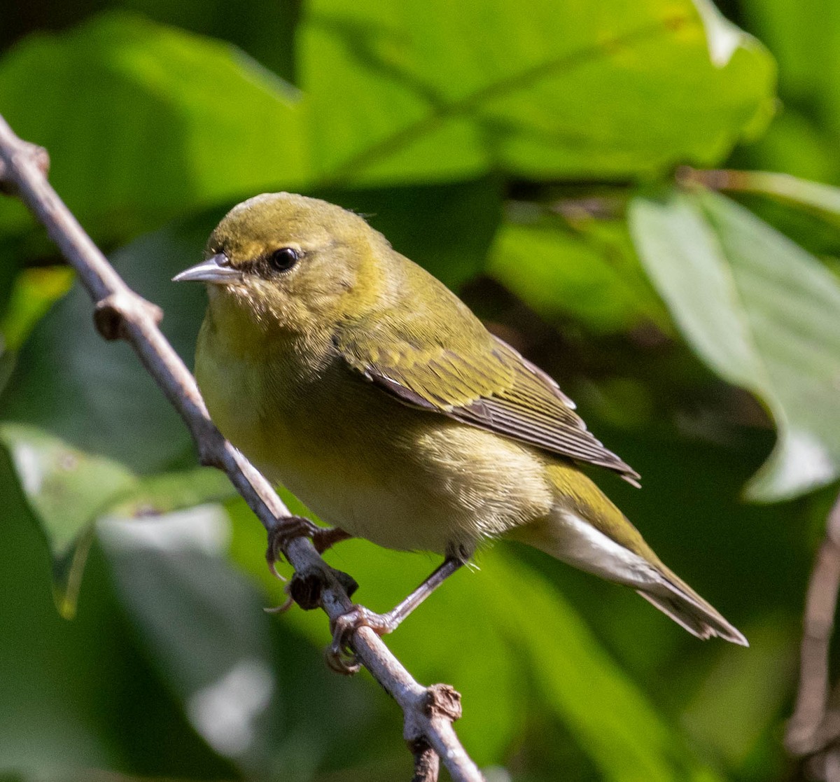 Tennessee Warbler - ML644787227