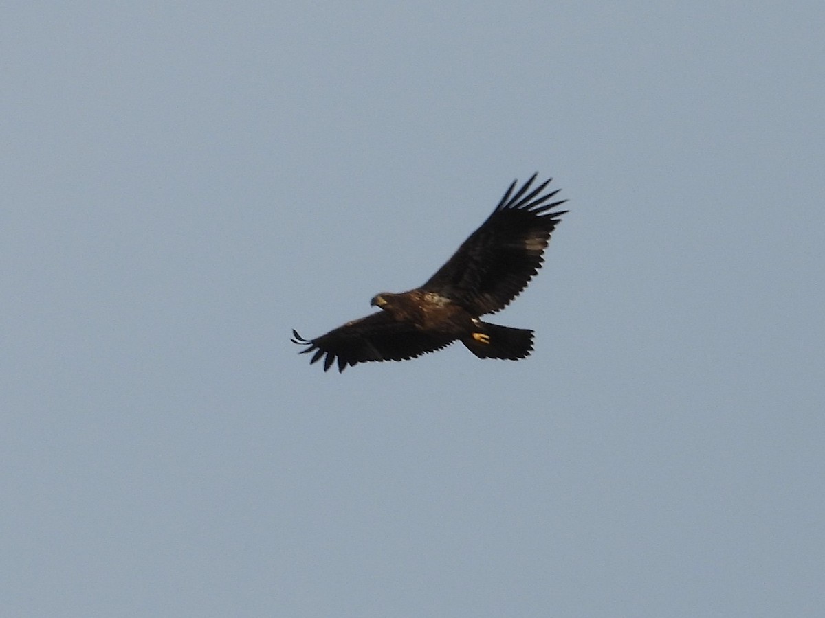 hvithodehavørn - ML644787228