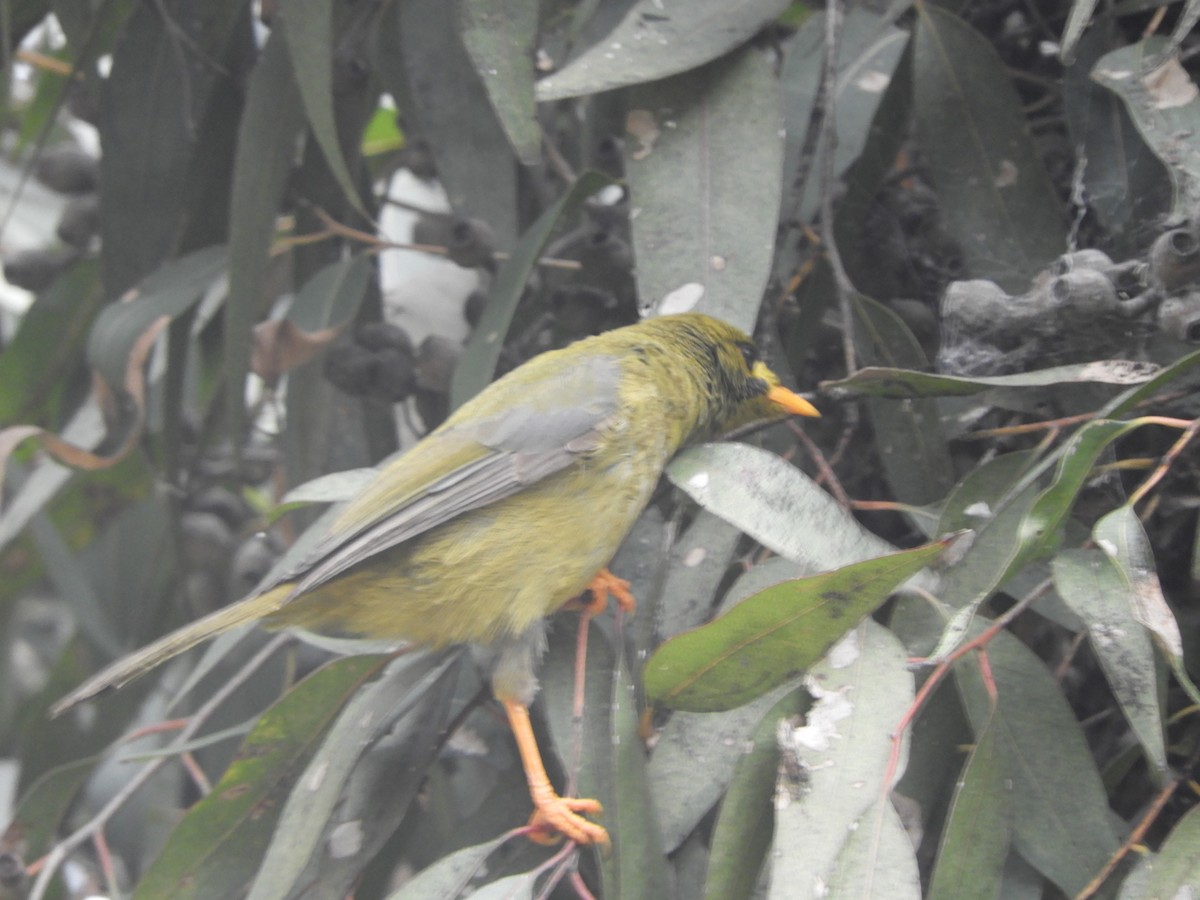 Манорина зелена - ML644787234