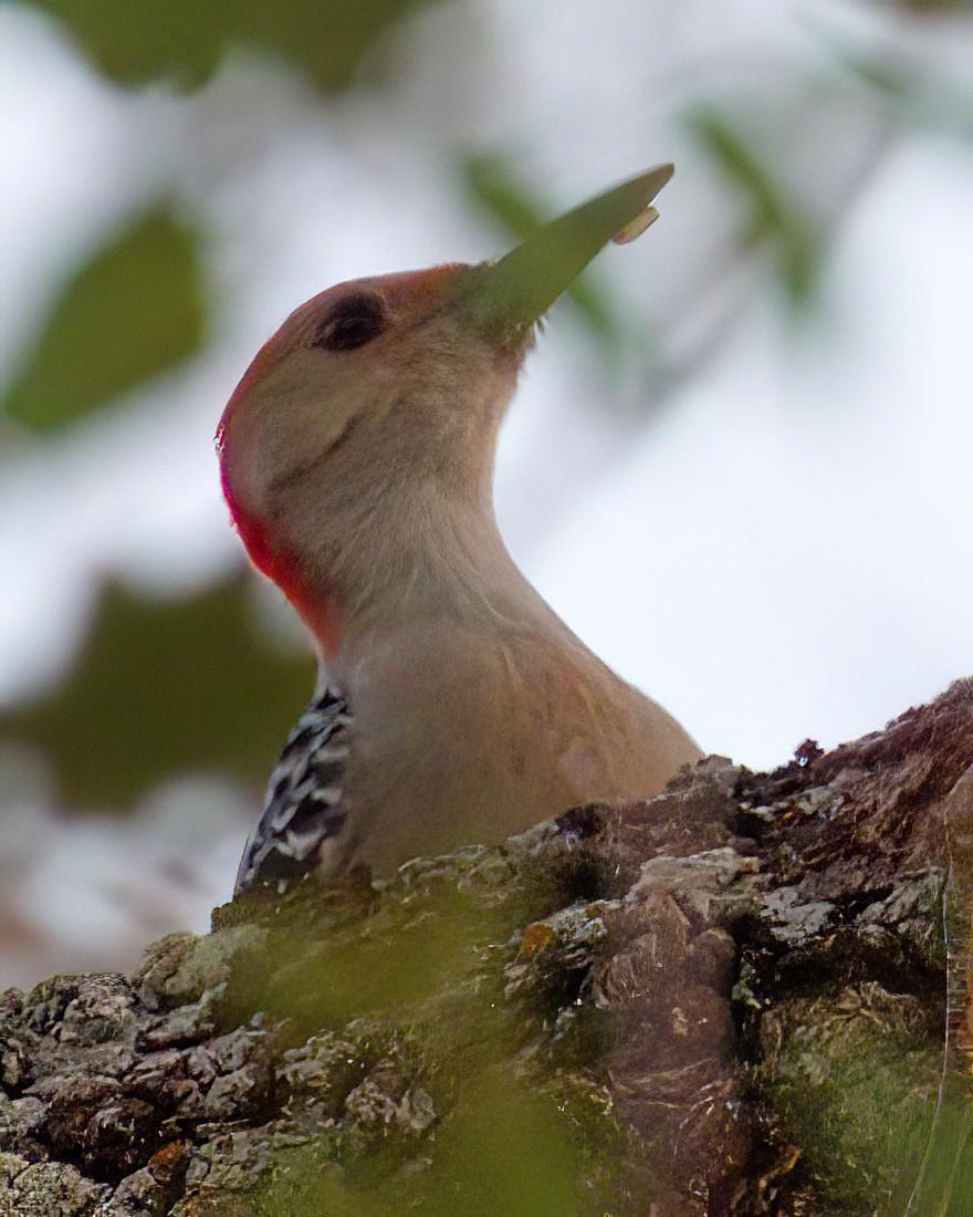 Carpintero de Carolina - ML644787236