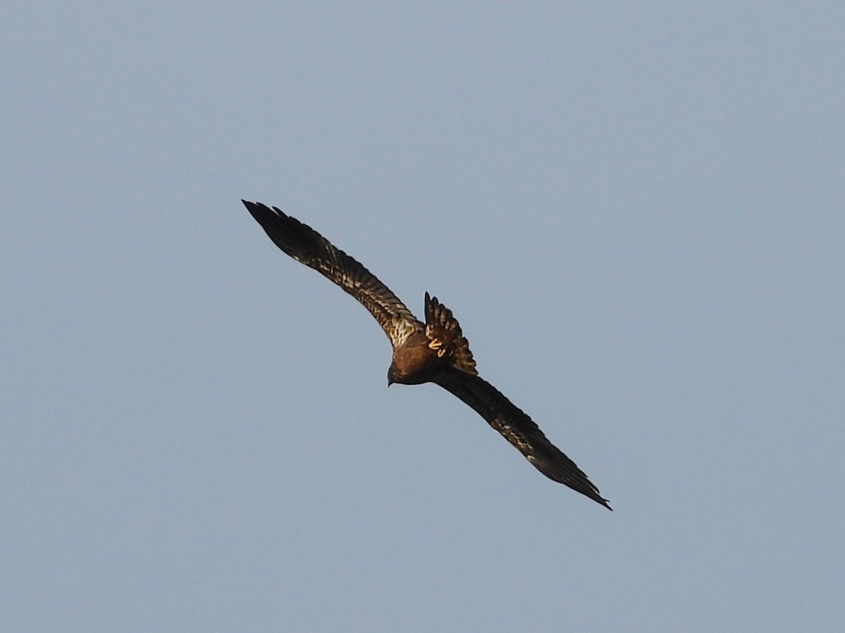 hvithodehavørn - ML644787237