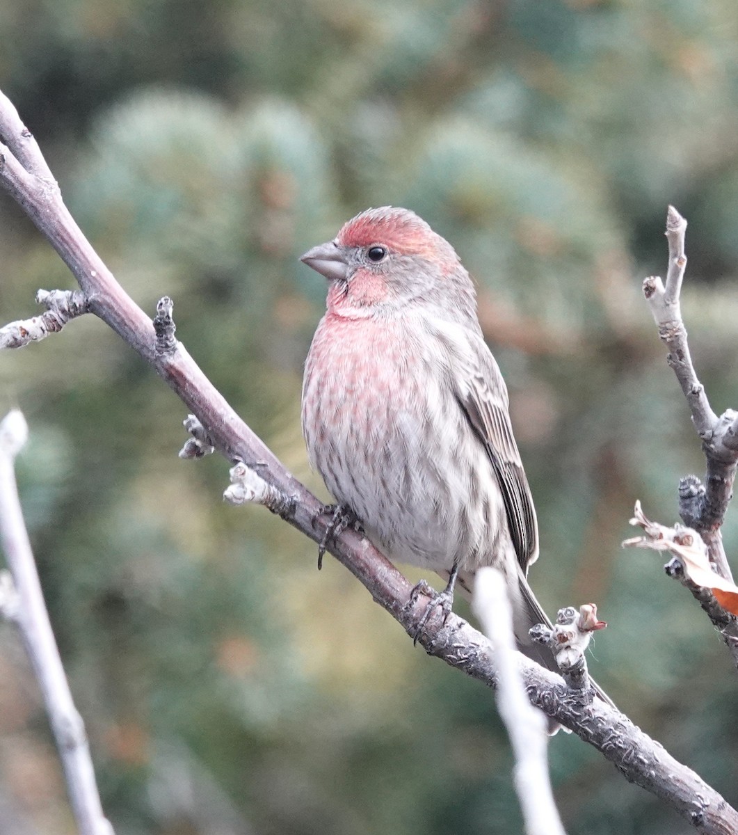 husrosenfink - ML644787238