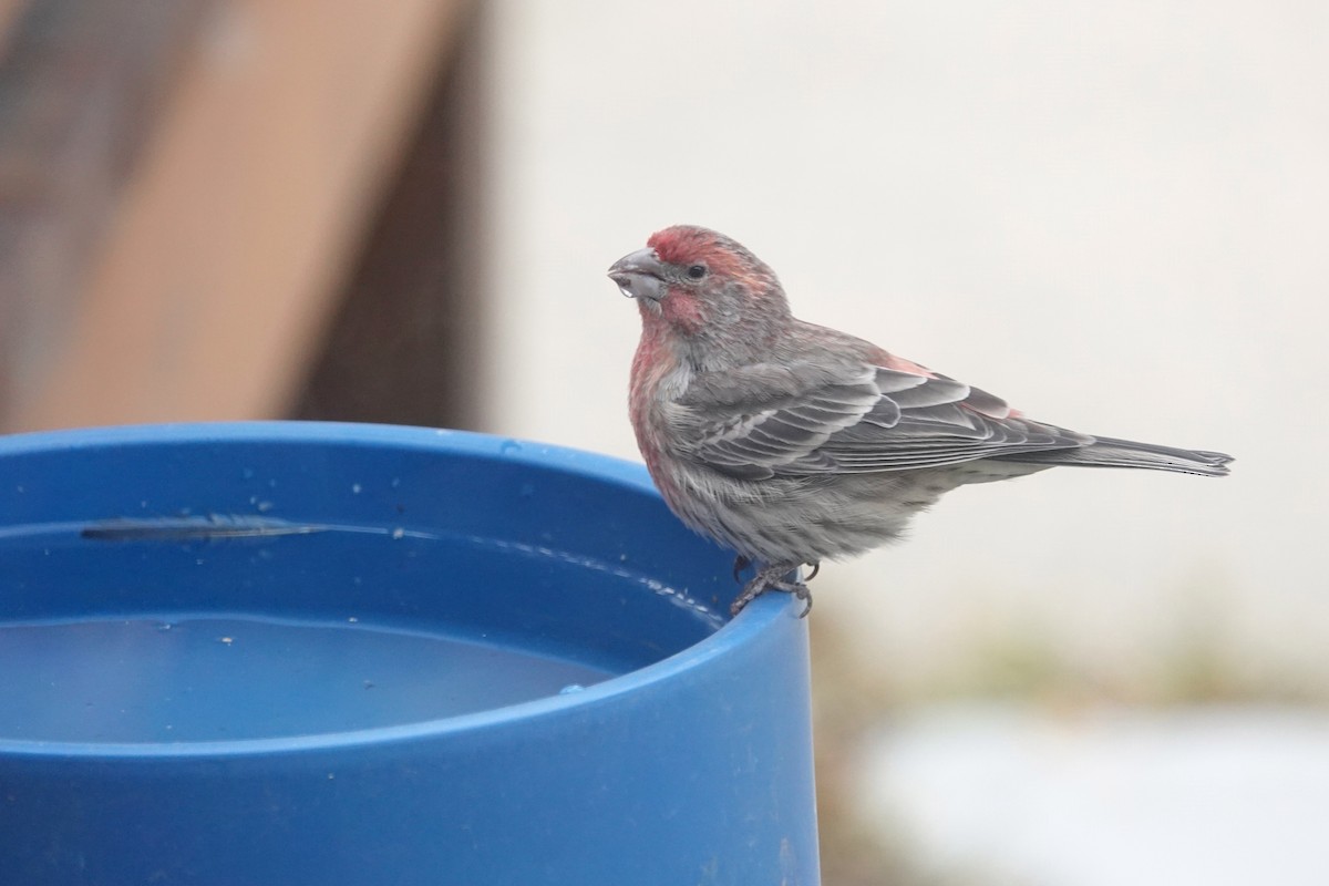 husrosenfink - ML644787240