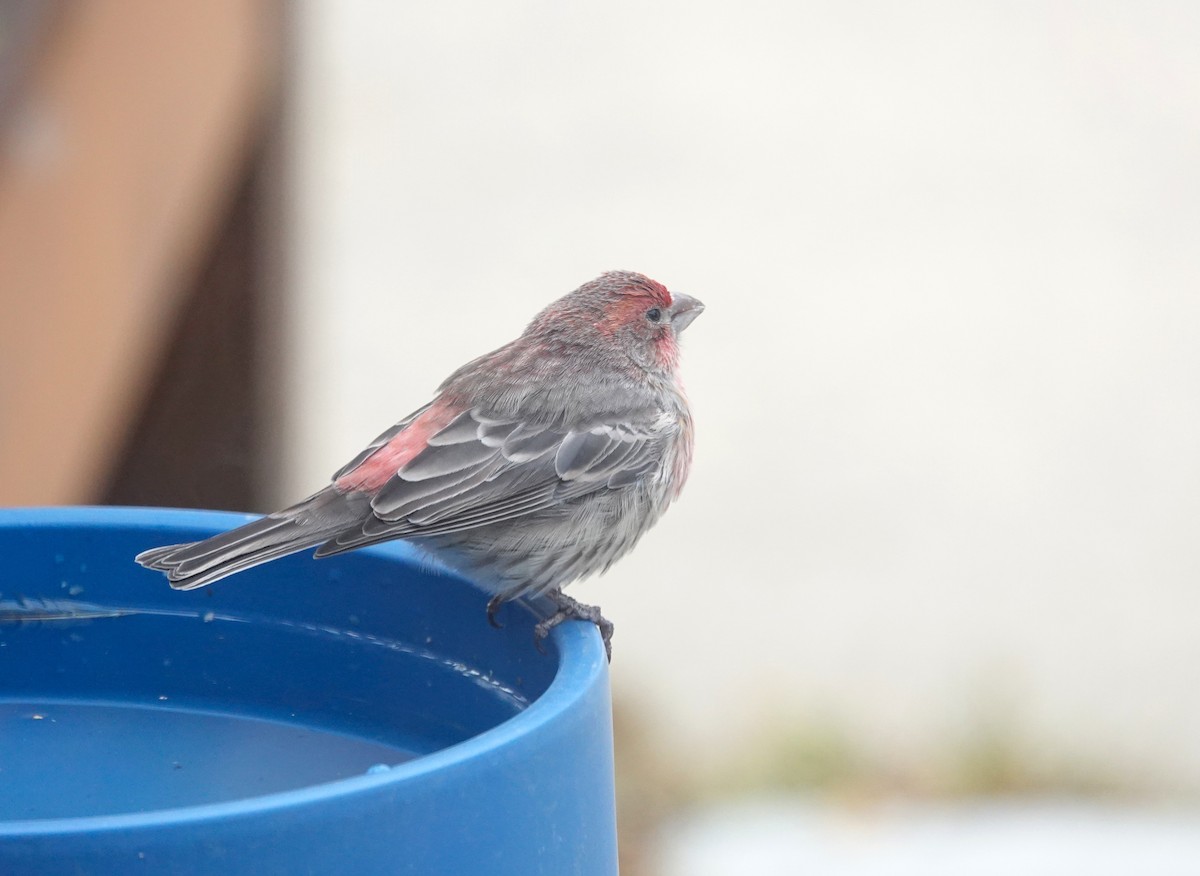 husrosenfink - ML644787242