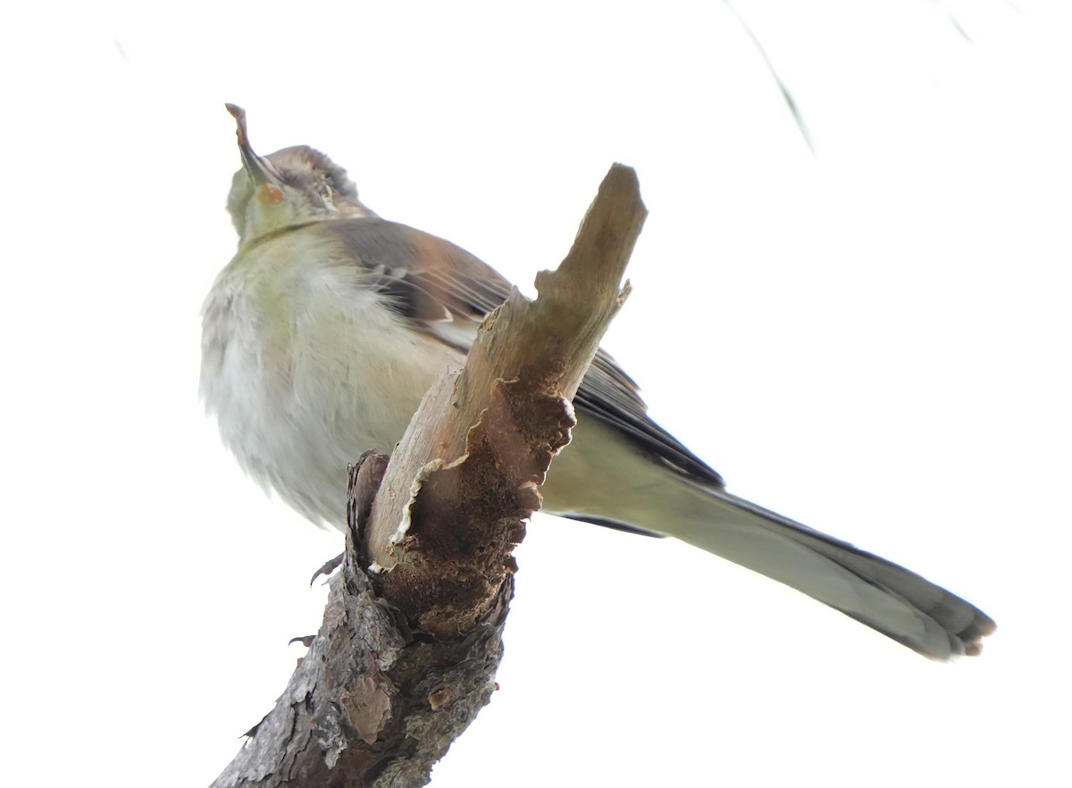 Northern Mockingbird - ML644787246