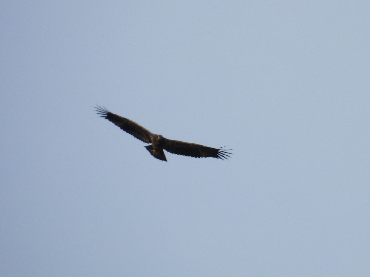 hvithodehavørn - ML644787250