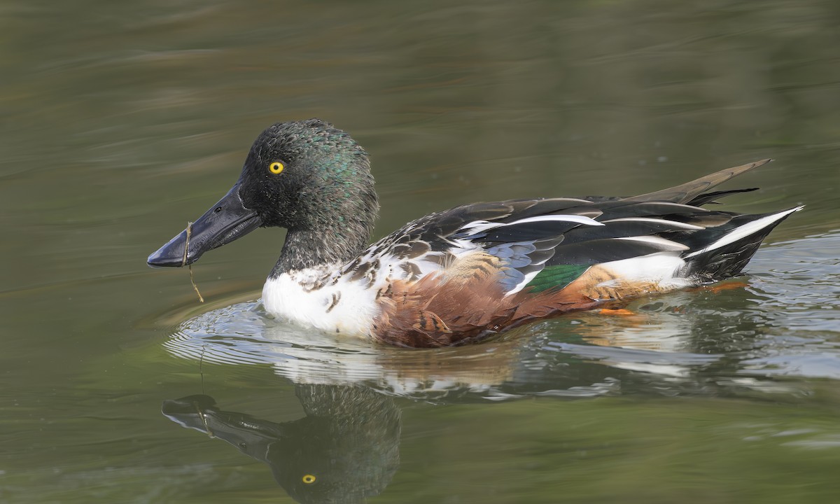 skjeand - ML644787252