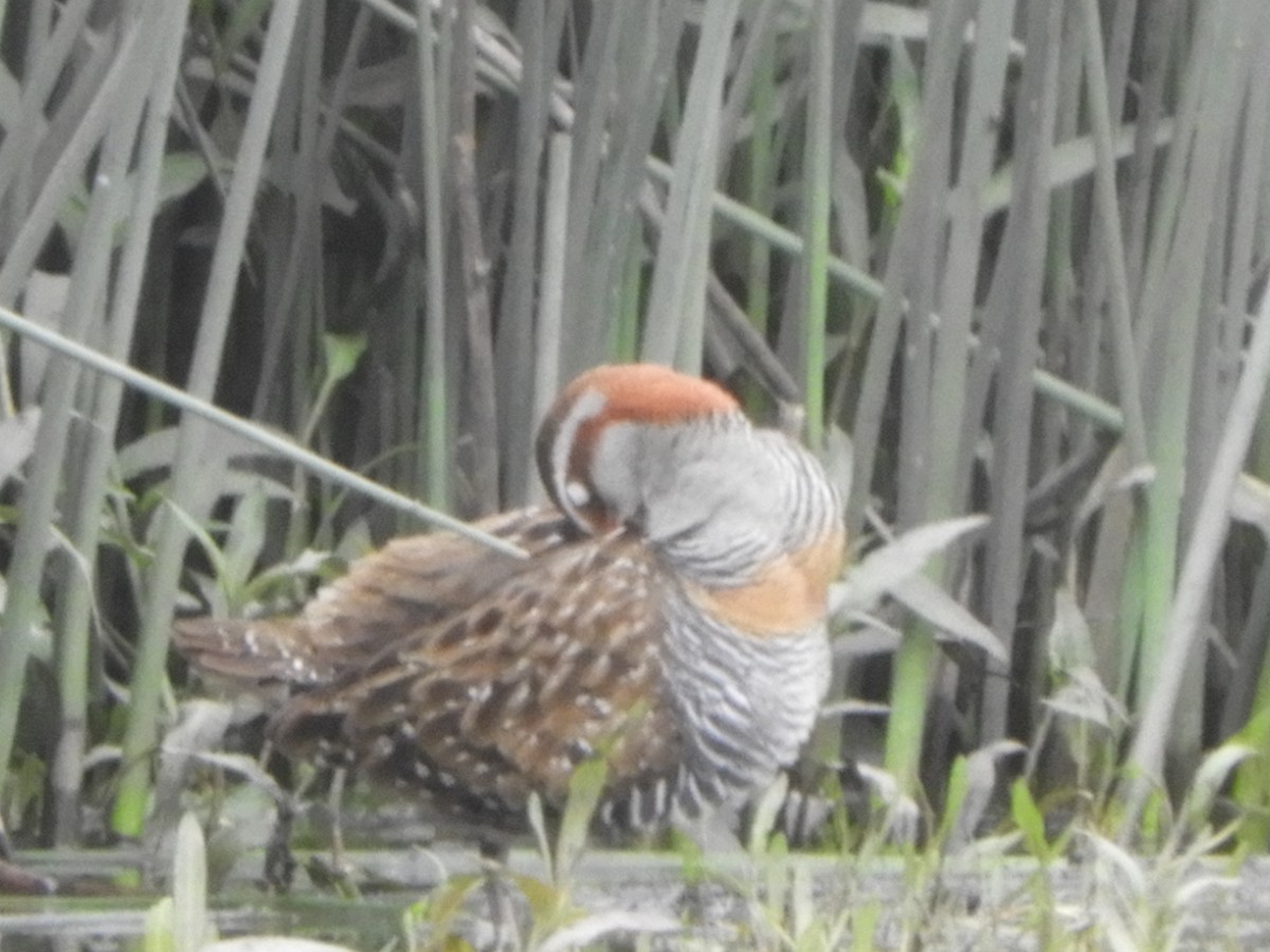 Пастушок смугастий - ML644787253