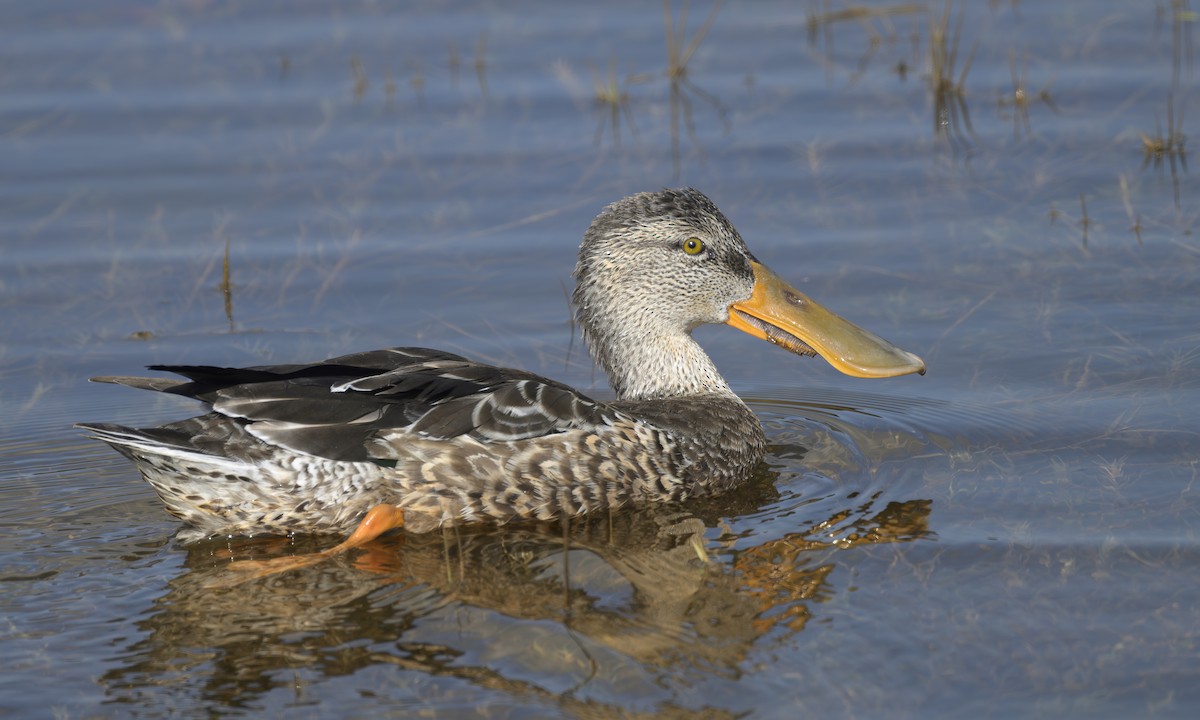 skjeand - ML644787255