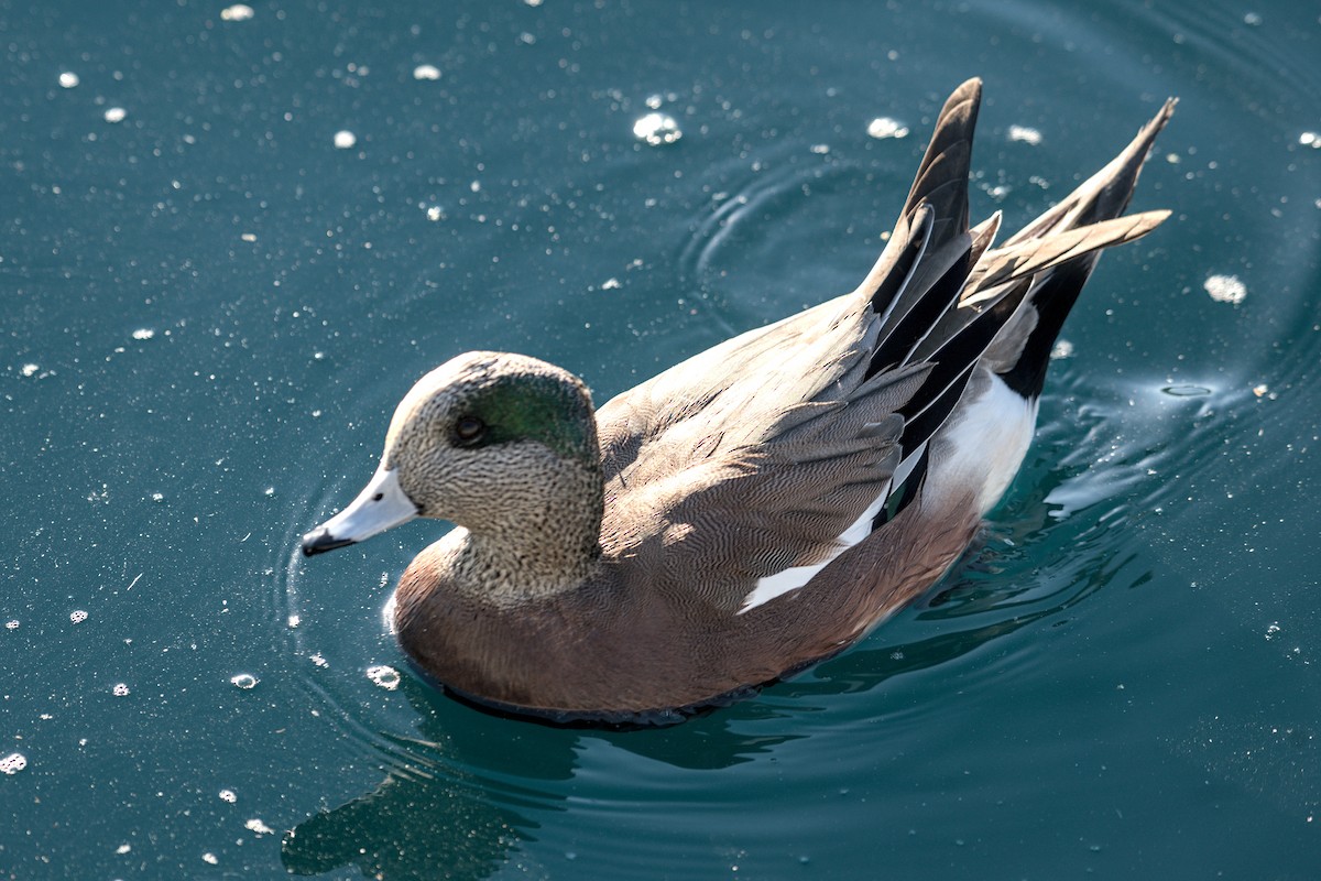 Свищ американський - ML644787256