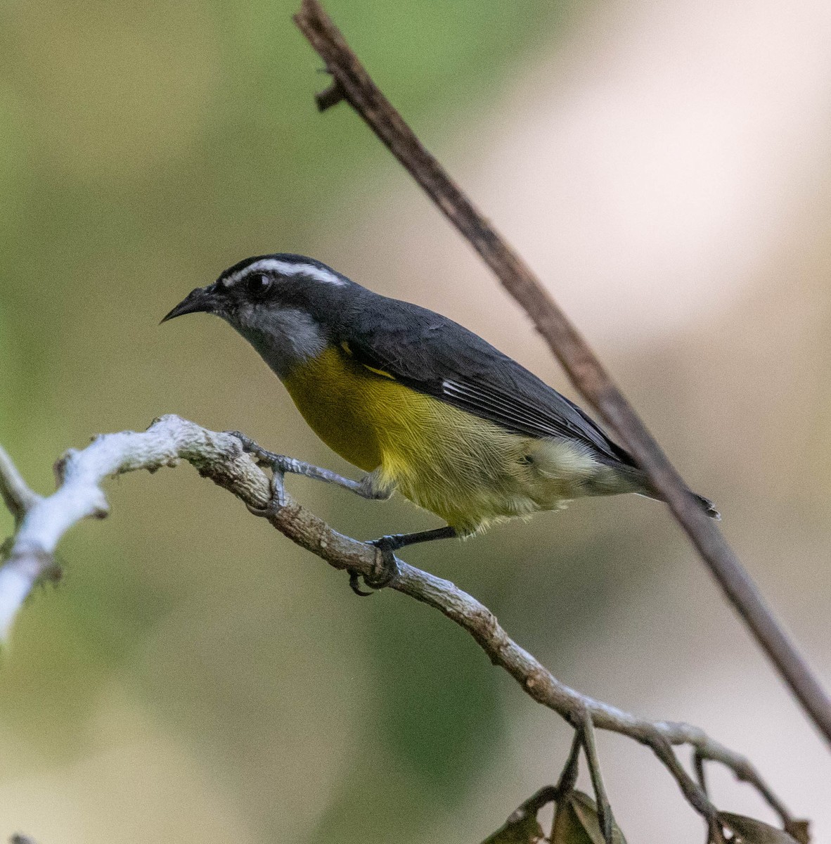 Bananaquit - ML644787258