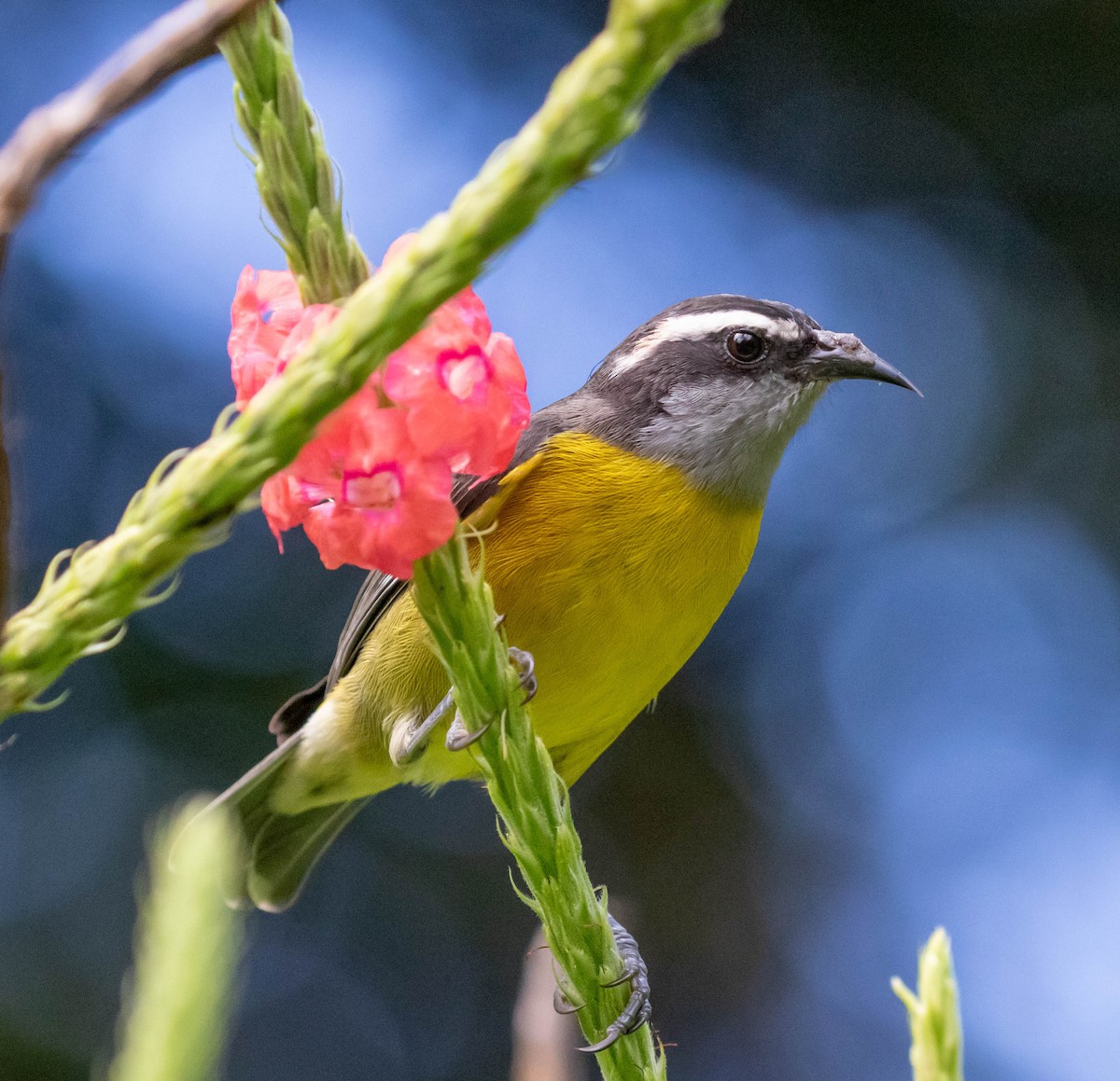Bananaquit - ML644787259