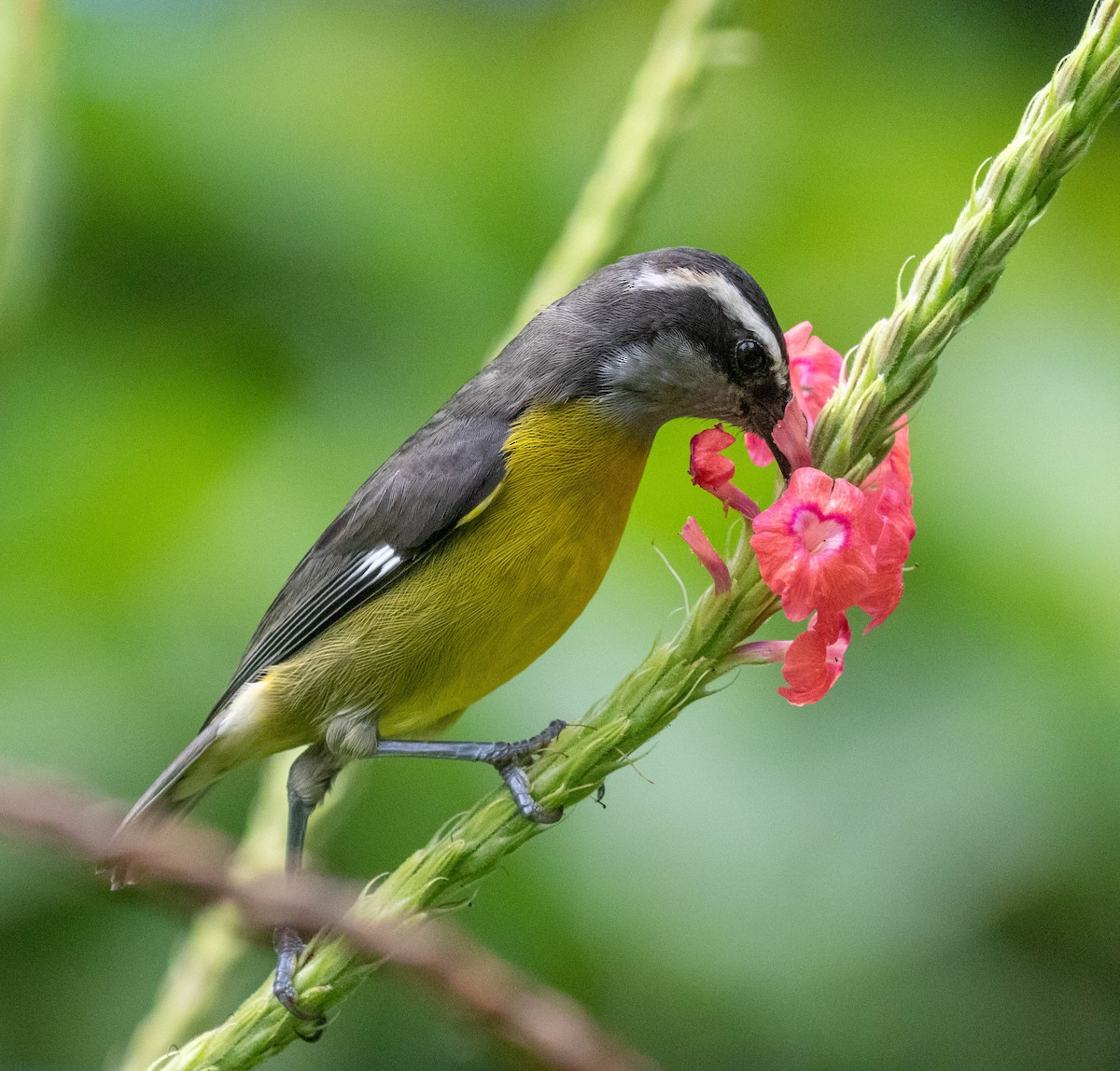 Bananaquit - ML644787260