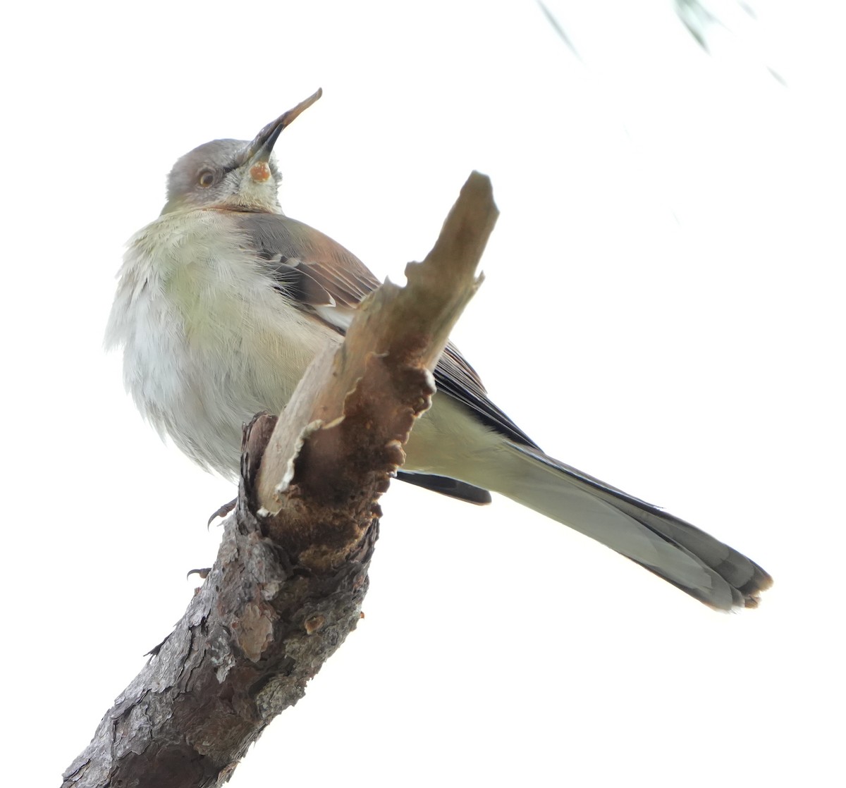 Northern Mockingbird - ML644787261