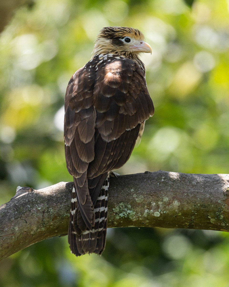 Yellow-headed Caracara - ML644787265