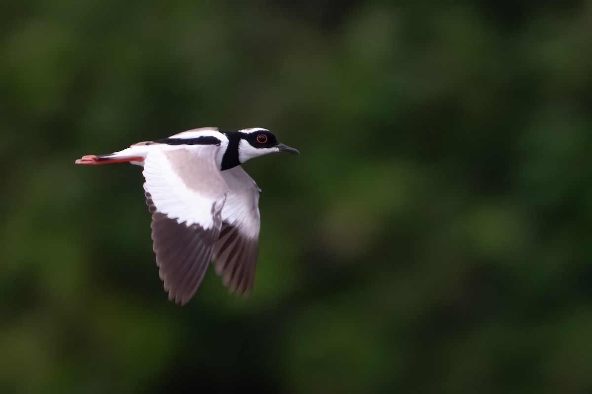 Pied Plover - ML644787268