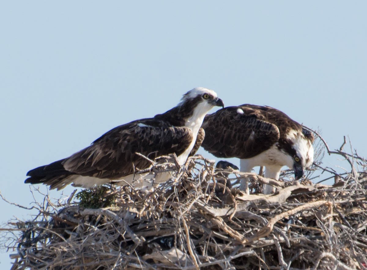 Arrano arrantzalea - ML644787271